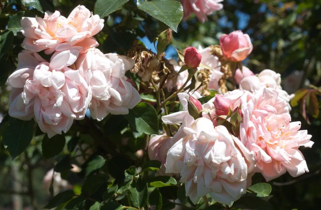  photo albertine_zpsdcf4add7.jpg